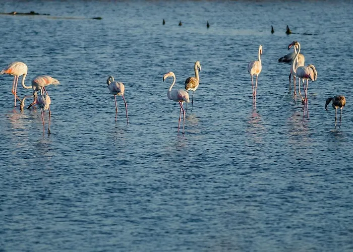 House Bay פיגואיירה דה פוז